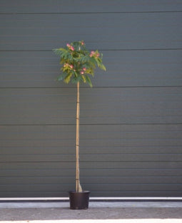 Perzische slaapboom Albizia julibrissin h 212,5 cm st. omtrek 7 cm