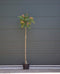 Perzische slaapboom Albizia julibrissin h 212,5 cm st. omtrek 7 cm