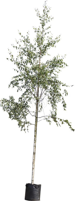 Ruwe berk | Betula pendula 14-18 cm | Bomenbezorgd.nl