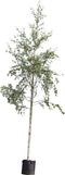 Ruwe berk | Betula pendula 14-18 cm | Bomenbezorgd.nl