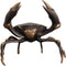 Pole to Pole - Crab L