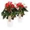 Duo Anthurium