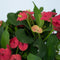 Plant in a Box - Euphorbia Milii - Christusdoorn - kamerplant - vetplant - ⌀ 13 cm - hoogte 25-35 cm