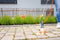 Gloria Thermoflamm bio Professional E+ Turbo - Onkruidbrander - Turbo nozzle - 5 meter slang