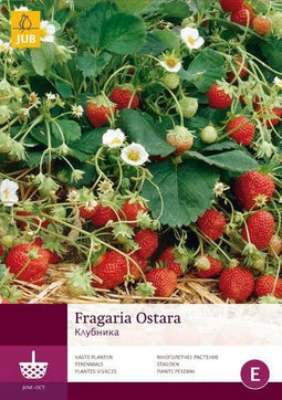 2 stuks 5 Fragaria Ostara