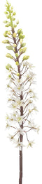Eremurus spray white/green 95 cm Emerald