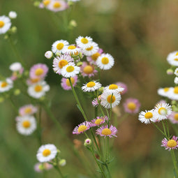 Erigeron karvinskianus | 1 stuk | Bijen- en vlinderplant | Bijentuin | Bloeiende vaste plant | bloemenpracht in de zomer | Bodembedekker | vermijd onkruid | grondbedekker | 11x11 cm Kwekerspot | Roze