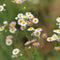 Erigeron karvinskianus | 1 stuk | Bijen- en vlinderplant | Bijentuin | Bloeiende vaste plant | bloemenpracht in de zomer | Bodembedekker | vermijd onkruid | grondbedekker | 11x11 cm Kwekerspot | Roze