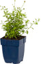 Erigeron karvinskianus | 1 stuk | Bijen- en vlinderplant | Bijentuin | Bloeiende vaste plant | bloemenpracht in de zomer | Bodembedekker | vermijd onkruid | grondbedekker | 11x11 cm Kwekerspot | Roze