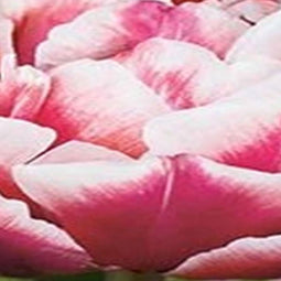 3 stuks - JUB - Tulipa Drumline 4 bollen