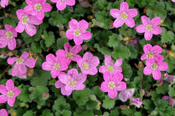 Erodium variabile Bishop s Form