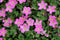 Erodium variabile Bishop s Form