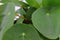 Plant Puzzel ® Discover the World Ecosysteem met verlichting - Broekhof Adding Value - Groene plant- Hoogte 25 cm