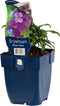 Erysimum 'Bowles Mauve' | 1 stuk | Bijen- en vlinderplant | Bijentuin | 11x11 cm Kwekerspot | Paars