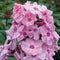Phlox (P) 'Sweet Summer Fragrance' | 1 stuk | Bijen- en vlinderplant | Bijentuin | Bloeiende vaste plant | bloemenpracht in de zomer | Geurende plant | tuinplant geurend | 11x11 cm Kwekerspot | Geurend | Roze