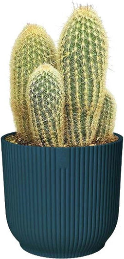 Espostoa Lanata in ELHO sierpot Vibes (diepblauw) - Kamerplant - Cactus - Plant - Planten