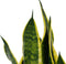Choice of Green - Sansevieria Superba - Hoogte 35 - Diameter pot 13