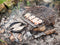 Esschert Design - 7 Delig Kampvuurkookset - Dutch Oven - Dutch oven - Staal -