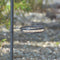 Esschert Design - Best For Birds Voederstation - Groen - 52 x 18 x 201 cm
