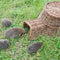 Esschert Design - Egelmand Wilgentakken - Bruin - 53 x 41 x 21 cm