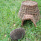 Esschert Design - Egelmand Wilgentakken - Bruin - 53 x 41 x 21 cm