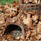 Esschert Design - Egelmand Wilgentakken - Bruin - 53 x 41 x 21 cm