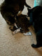 Esschert Design kapstok kattenstaartjes