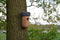 Esschert Design - Nestkast Eikel - Vogelhuisje Winterkoning