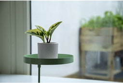 Esschert Design Plantenblad met klem rond M groen