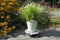 Esschert Design Plantentrolley - hout - 28 cm - tot 100 kg - trolley voor kamerplanten