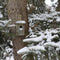 Esschert Design Winterkoning Vogelhuisje - 14 x 12 x 25 cm