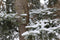 Esschert Design Winterkoning Vogelhuisje - 14 x 12 x 25 cm