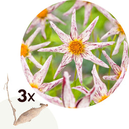 Plant in a Box - Dahlia 'Destiny's Teacher' - set van 3 - zomerbloeiers - dahliaknollen - tuinbloemen - Wit/Paars/Geel