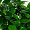 Hellogreen Kamerplanten - Set van 2 - Ficus Gin Seng - ↕ 40 cm