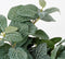 Mica Decorations Fittonia Kunst Hangplant - L15 x B20 x H54 cm - Groen