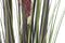 Decoratieve plant Home ESPRIT PVC Polyethyleen 35 x 35 x 120 cm (2 Stuks)