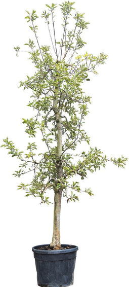 Oude appelboom Elstar | Malus domestica 'Elstar' 12-16 cm | Bomenbezorgd.nl