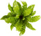 Asplenium Crispy Wave ↨ 30cm - hoge kwaliteit planten