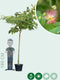 Perzische Slaapboom Albizia julibrissin 350 cm