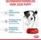 Royal Canin Puppy Mini - Hondenbrokken - 8 KG