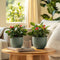 Plant in a Box - Euphorbia Milii - Christusdoorn - kamerplant - vetplant - ⌀ 13 cm - hoogte 25-35 cm
