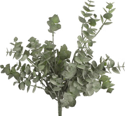 Eucalyptus groen