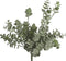 Eucalyptus groen
