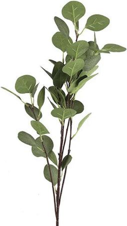 Eucalyptus groen