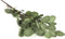 Eucalyptus groen