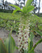 Eucomis Autumnalis 1 bol
