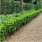 Euonymus 'Green Spire' - 12 x Ø 7 cm - ↨ 15 cm