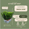 Euonymus 'Green Spire' - 12 x Ø 7 cm - ↨ 15 cm