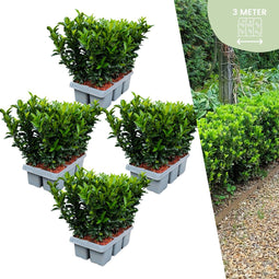 Euonymus 'Green Spire' - 24 x Ø 7 cm - ↨ 15 cm