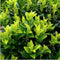 Euonymus 'Green Spire' - 48 x Ø 7 cm - ↨ 15 cm